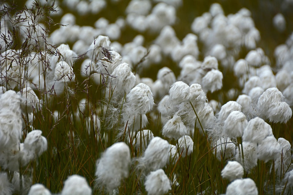 Giza Cotton - The Best Type of Cotton