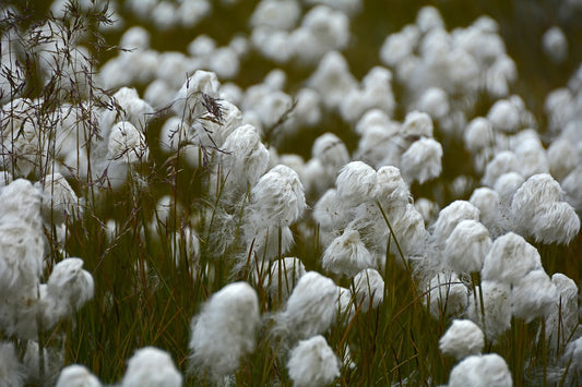 Giza Cotton - The Best Type of Cotton